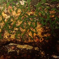 Farmeria metzgerioides (Trimen) Willis ex Hook.f.